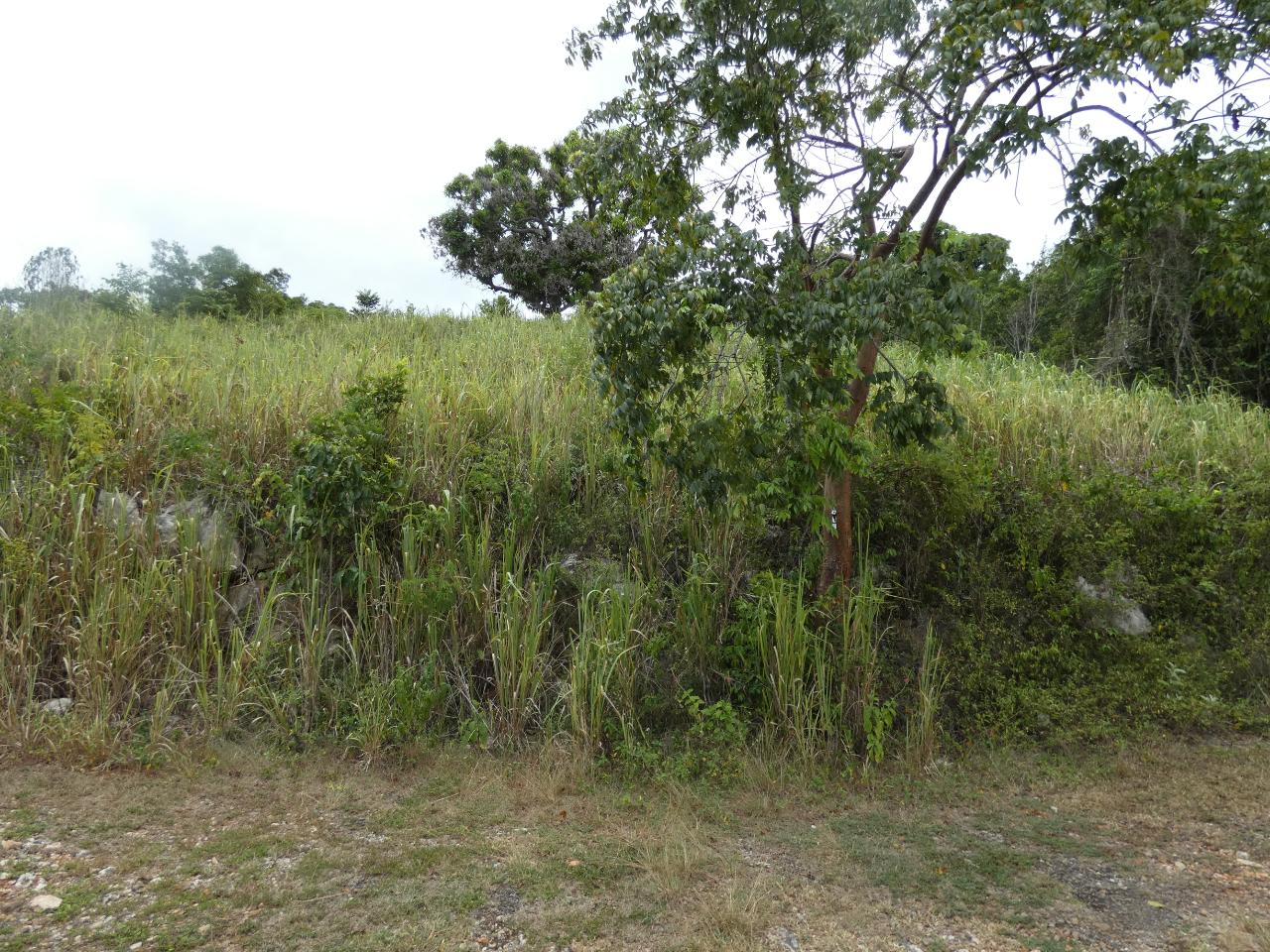 Seventh image of 22 Marverley Mountain in Red Hills, St. Andrew, Jamaica - property is For Sale