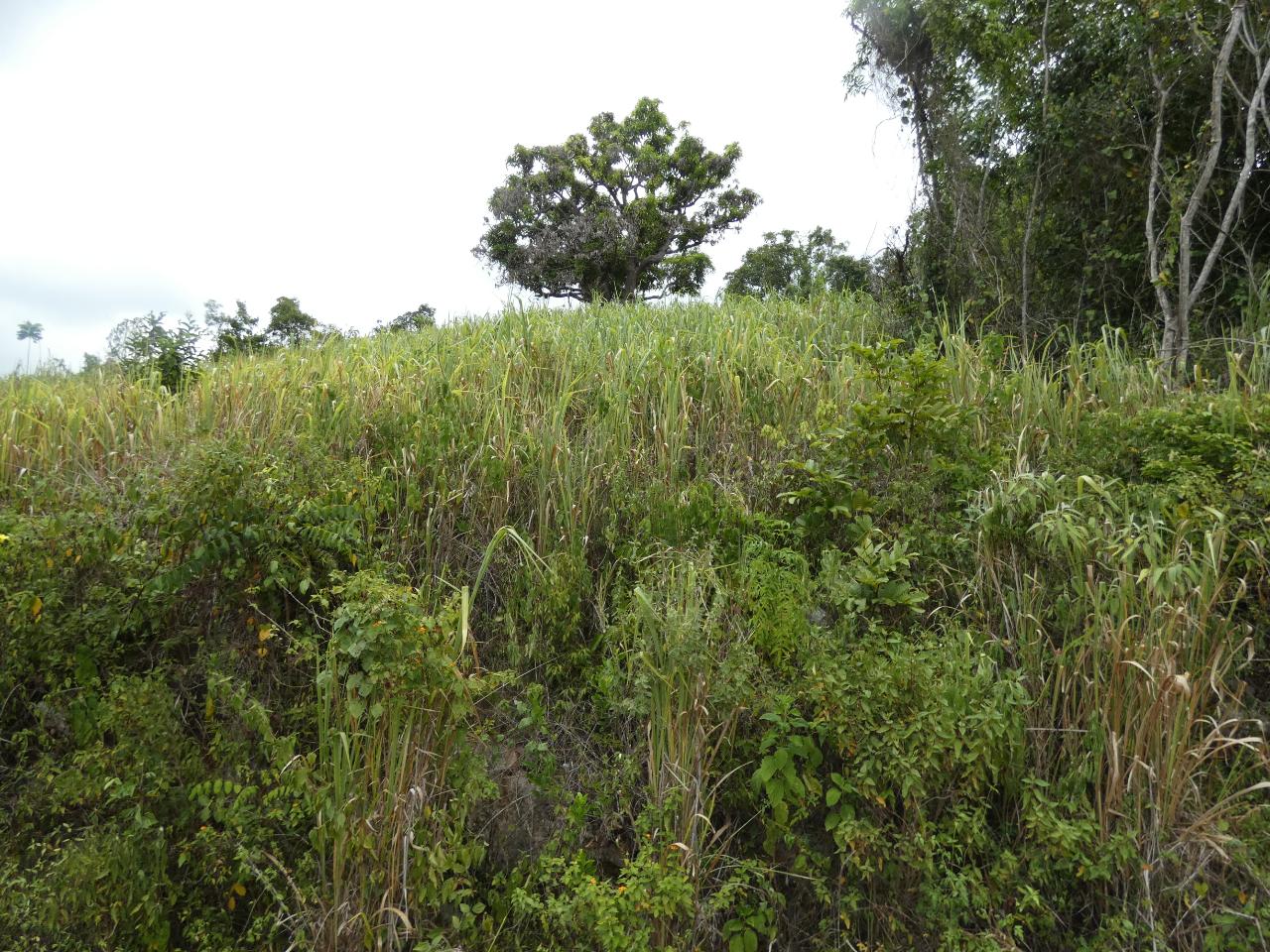 Ninth image of 22 Marverley Mountain in Red Hills, St. Andrew, Jamaica - property is For Sale