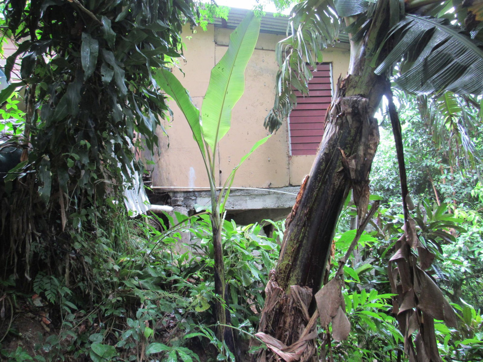 Seventh image of 2 Clarks Hill, Temple Hall in Clarks Hill, St. Andrew, Jamaica - property is For Sale