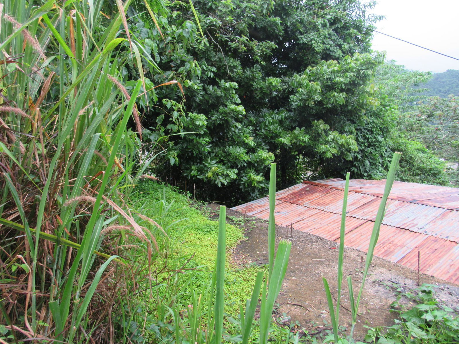Ninth image of 2 Clarks Hill, Temple Hall in Clarks Hill, St. Andrew, Jamaica - property is For Sale