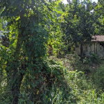 First image of 172 Grierfield, St. Ann in Moneague, St. Ann, Jamaica - property is For Sale
