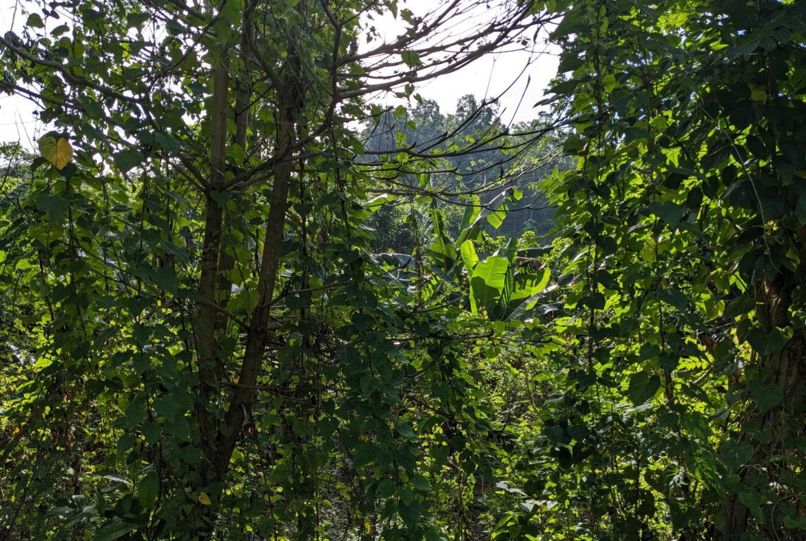 Third image of 172 Grierfield, St. Ann in Moneague, St. Ann, Jamaica - property is For Sale