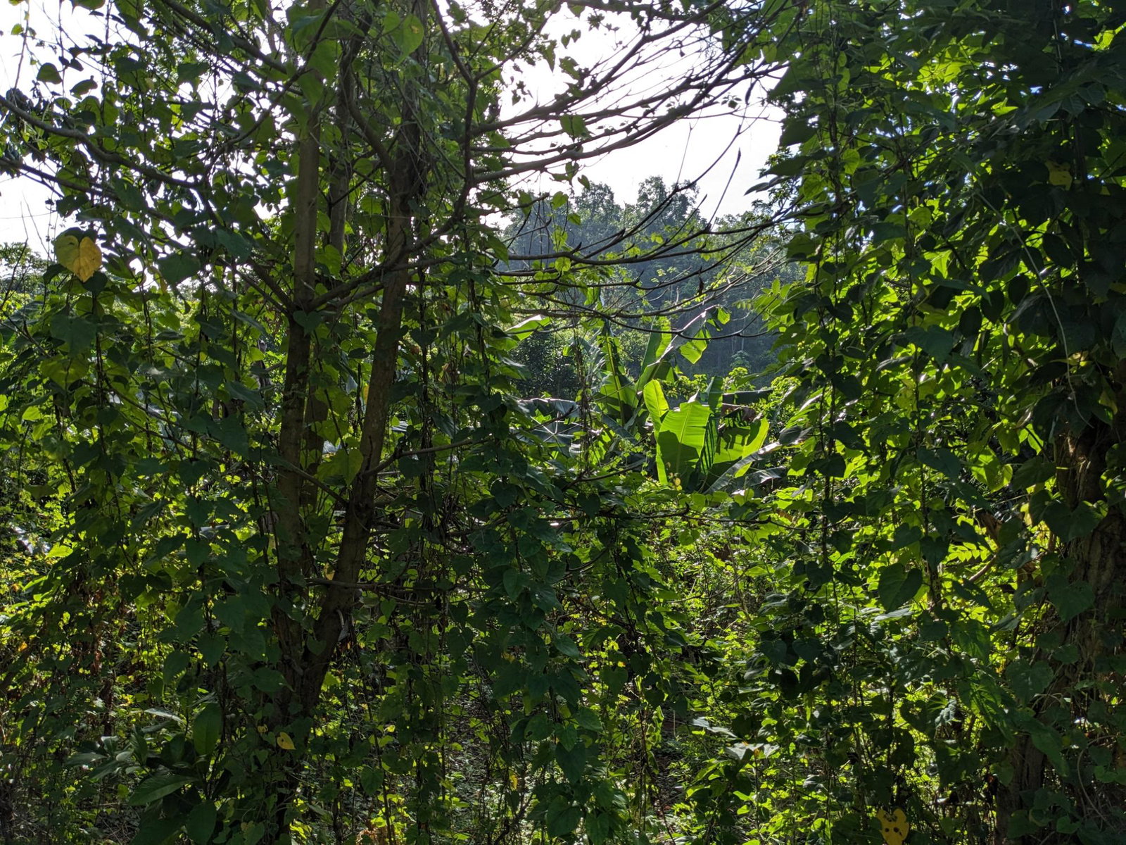 Third image of 172 Grierfield, St. Ann in Moneague, St. Ann, Jamaica - property is For Sale