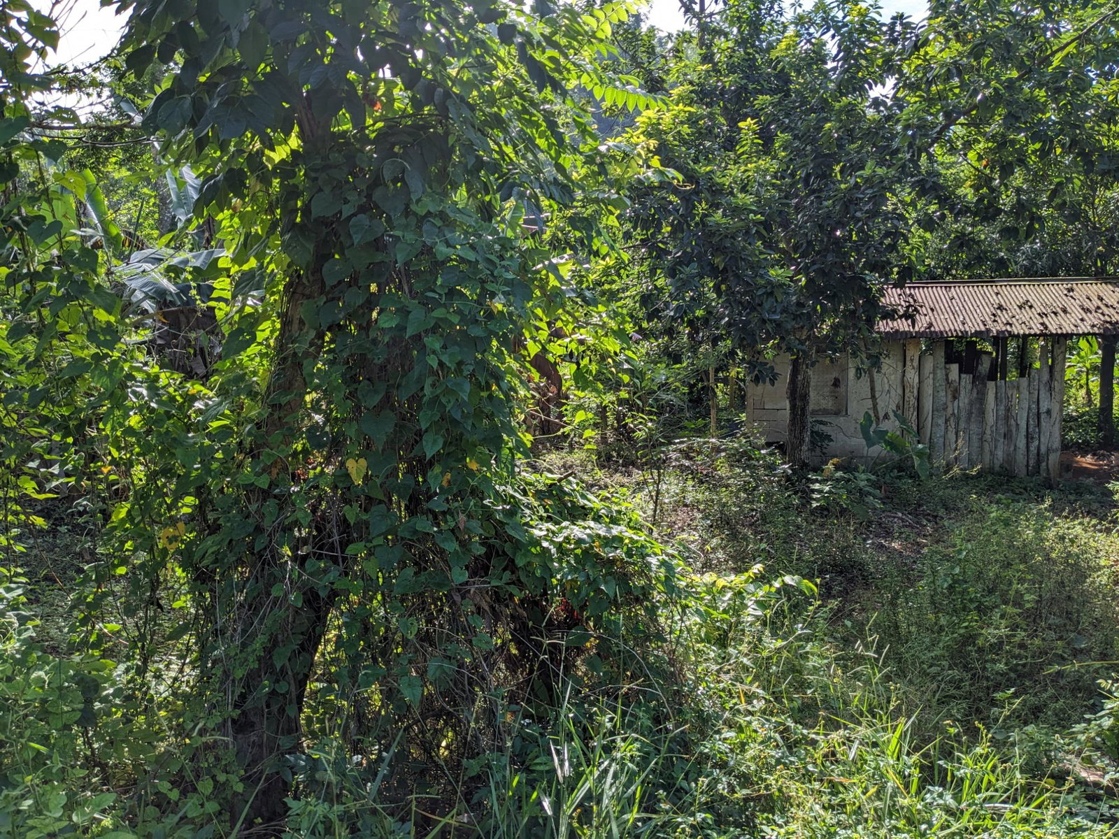First image of 172 Grierfield, St. Ann in Moneague, St. Ann, Jamaica - property is For Sale