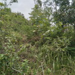 First image of Welcome, Alexandria St. a in Alexandria, St. Ann, Jamaica - property is For Sale