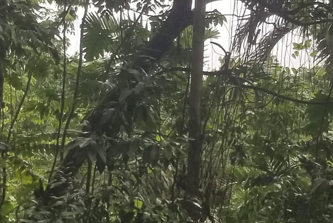 Third image of Lot 174- New Pond Road in SAN SAN, Portland, Jamaica - property is For Sale
