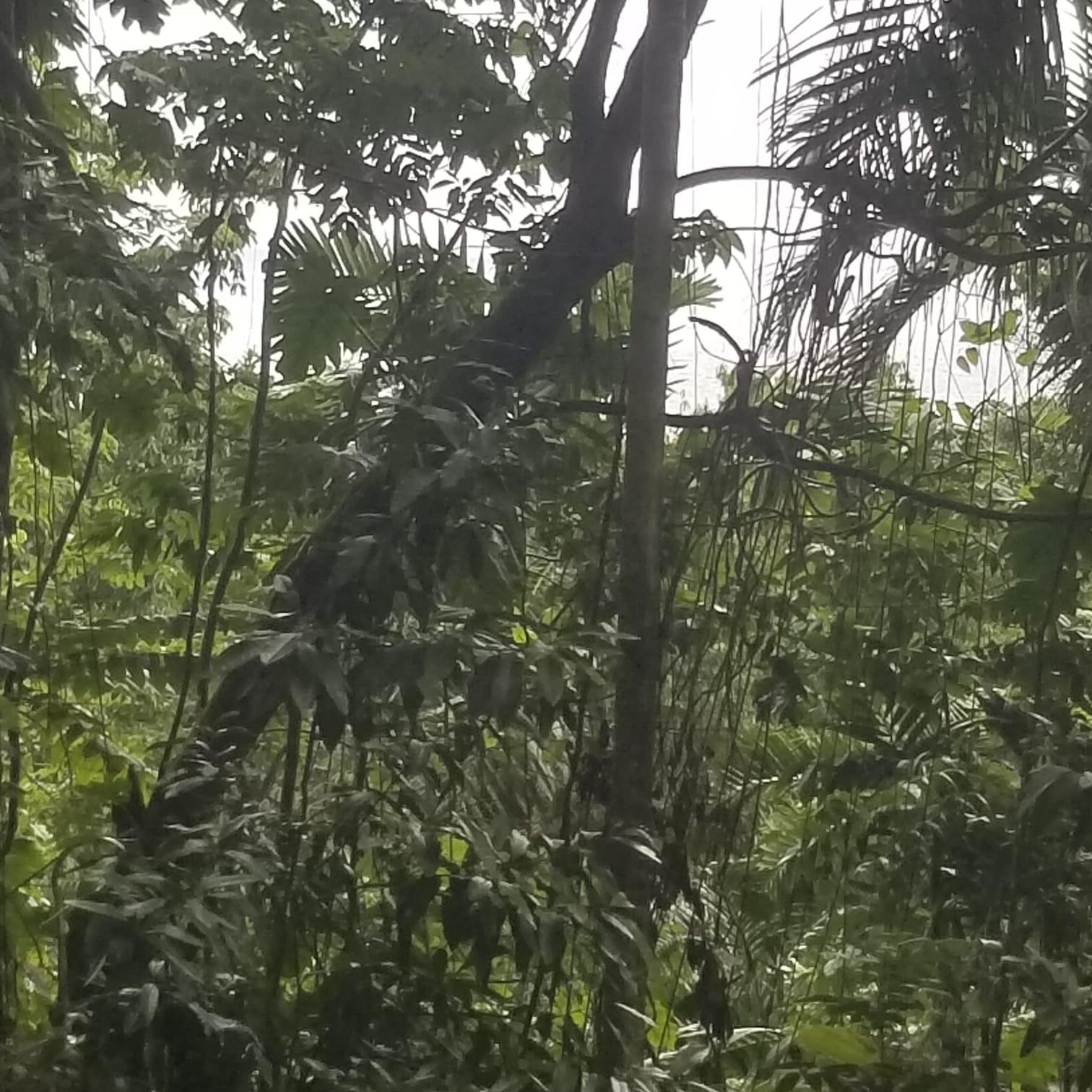 Third image of Lot 174- New Pond Road in SAN SAN, Portland, Jamaica - property is For Sale