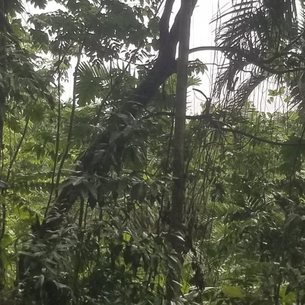 Third image of Lot 174- New Pond Road in SAN SAN, Portland, Jamaica - property is For Sale