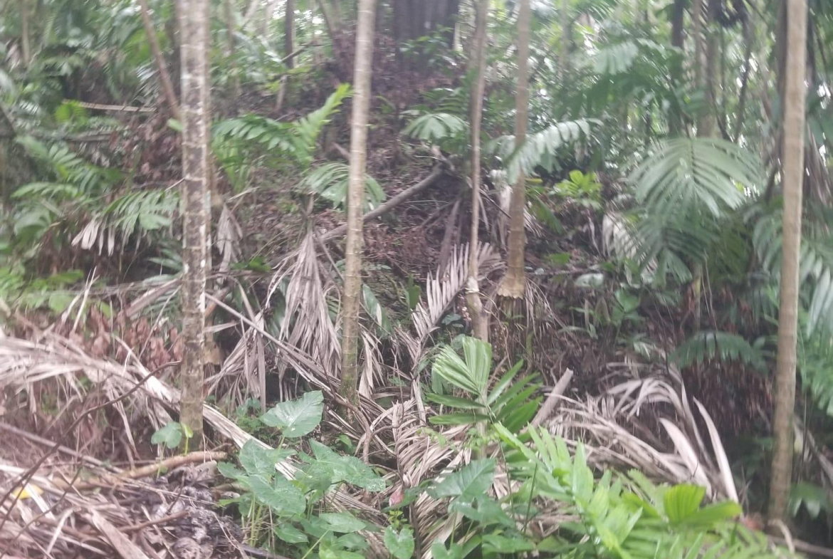 Fifth image of Lot 174- New Pond Road in SAN SAN, Portland, Jamaica - property is For Sale