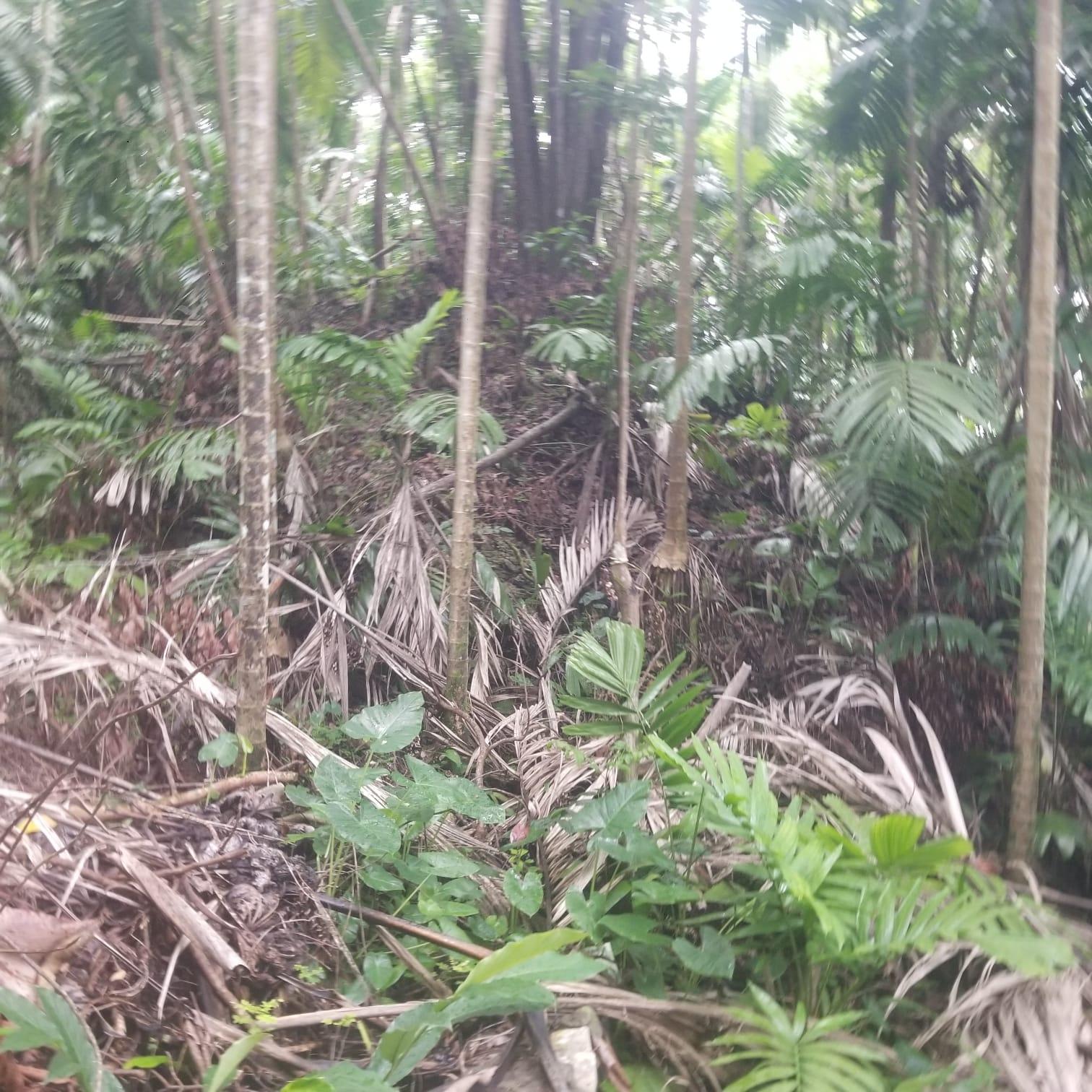 Fifth image of Lot 174- New Pond Road in SAN SAN, Portland, Jamaica - property is For Sale