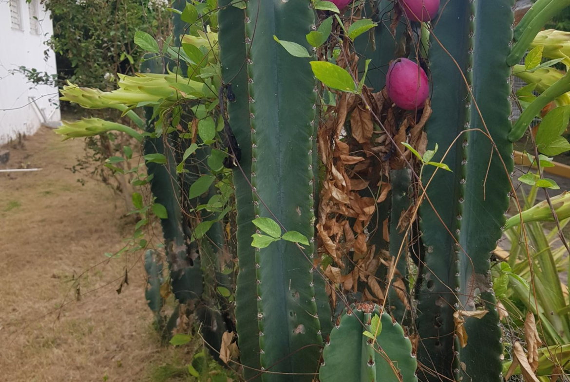 Seventh image of 21 Hathaway Drive, Havendale in Kingston 19, St. Andrew, Jamaica - property is For Sale