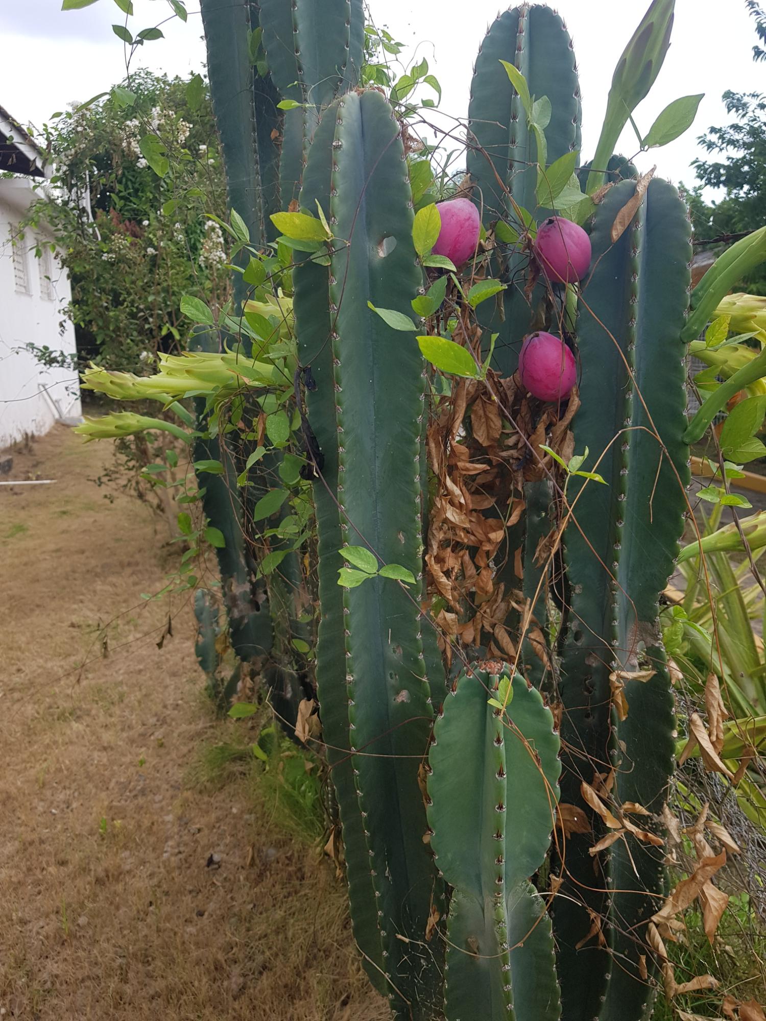 Seventh image of 21 Hathaway Drive, Havendale in Kingston 19, St. Andrew, Jamaica - property is For Sale