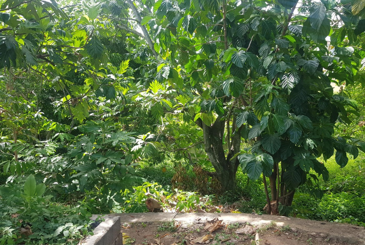 Sixteenth image of 16 Armon Jones Crescent in Barbican, St. Andrew, Jamaica - property is For Sale