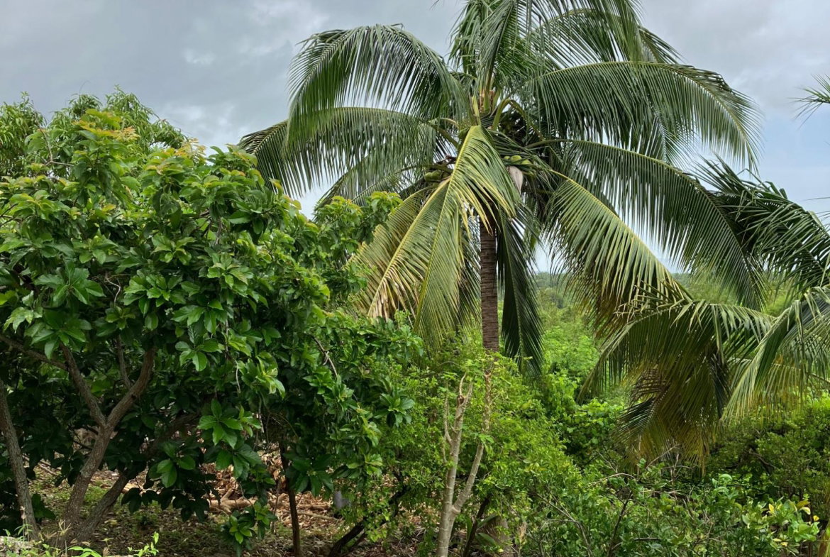 Ninth image of 41a Sheckles, Four Paths in Four Paths, Clarendon, Jamaica - property is For Rent