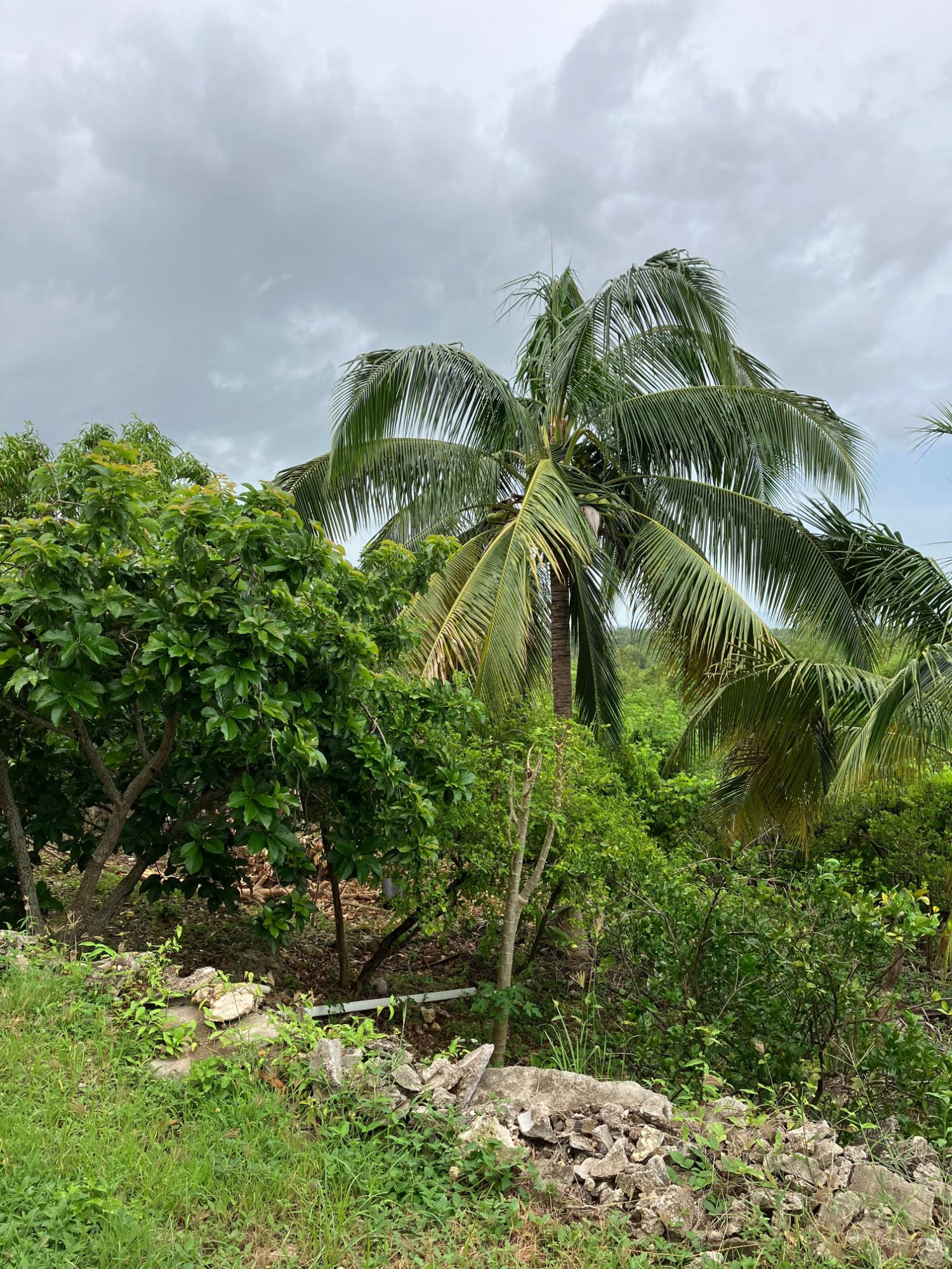 Ninth image of 41a Sheckles, Four Paths in Four Paths, Clarendon, Jamaica - property is For Rent