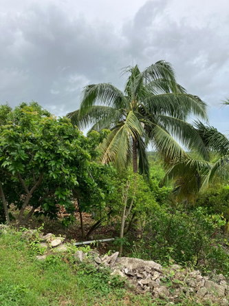 Ninth image of 41a Sheckles, Four Paths in Four Paths, Clarendon, Jamaica - property is For Rent