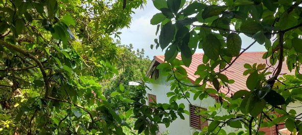 Sixteenth image of Huntley - Browns Town in Browns Town, St. Ann, Jamaica - property is For Sale