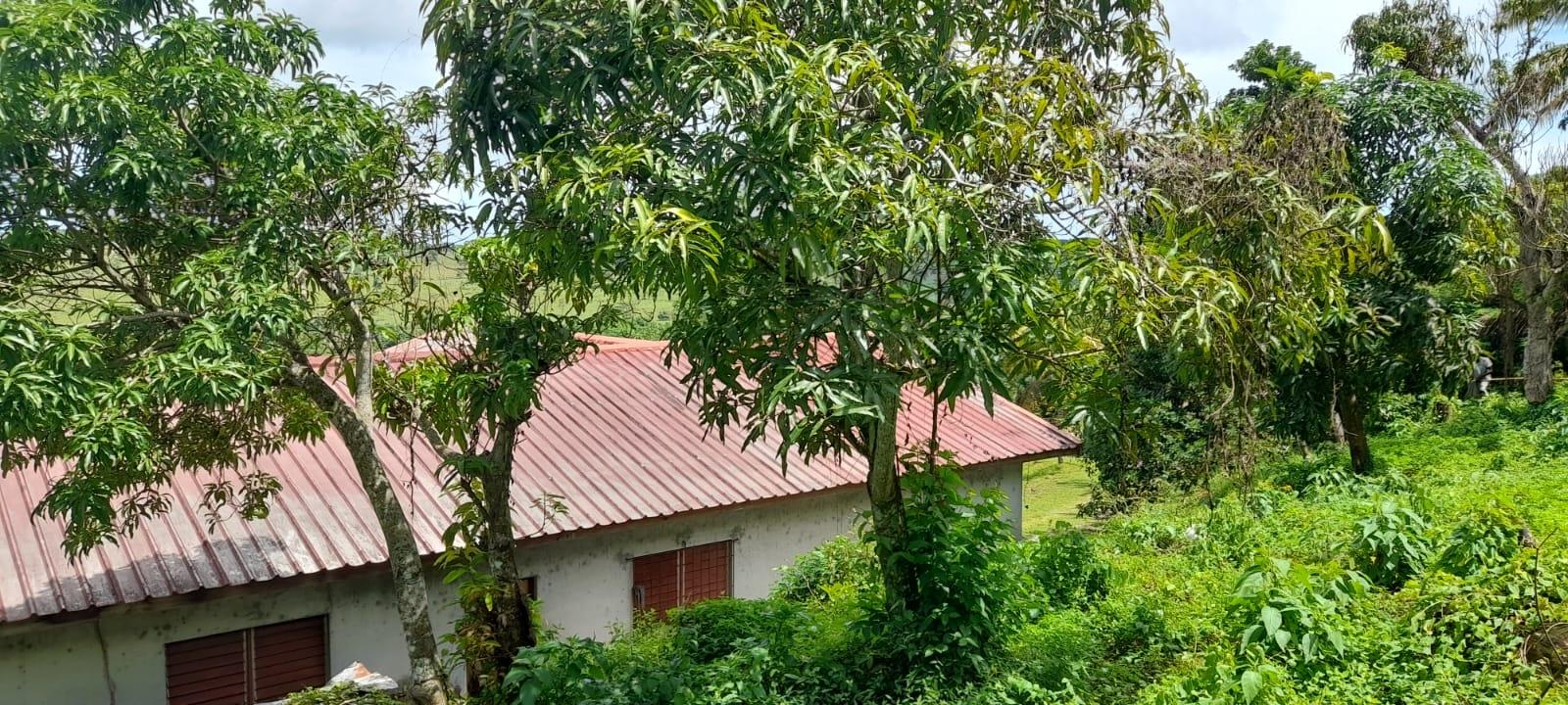 Twentieth image of Huntley - Browns Town in Browns Town, St. Ann, Jamaica - property is For Sale