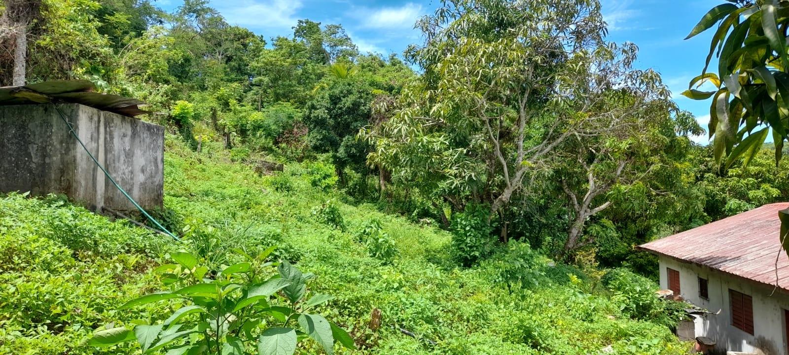 Twenty-Third image of Huntley - Browns Town in Browns Town, St. Ann, Jamaica - property is For Sale