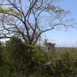 First image of Part of Happy Grove in Red Hills, St. Andrew, Jamaica - property is For Sale