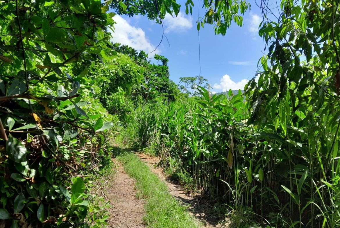 Second image of Lot 87- St. Margaret Bay in St. Margaret's Bay, Portland, Jamaica - property is For Sale