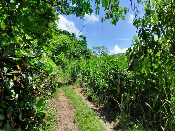 Second image of Lot 87- St. Margaret Bay in St. Margaret's Bay, Portland, Jamaica - property is For Sale