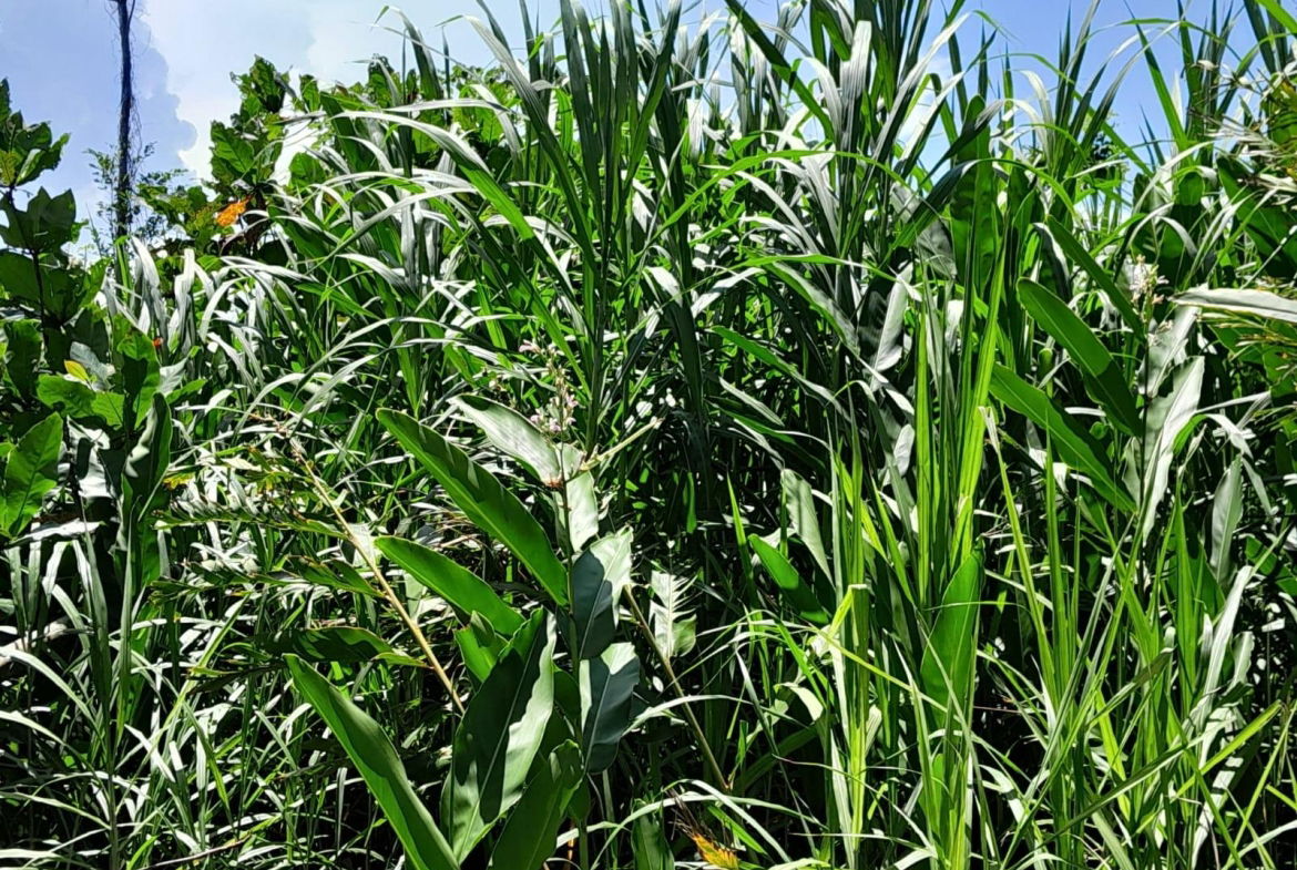 Third image of Lot 87- St. Margaret Bay in St. Margaret's Bay, Portland, Jamaica - property is For Sale