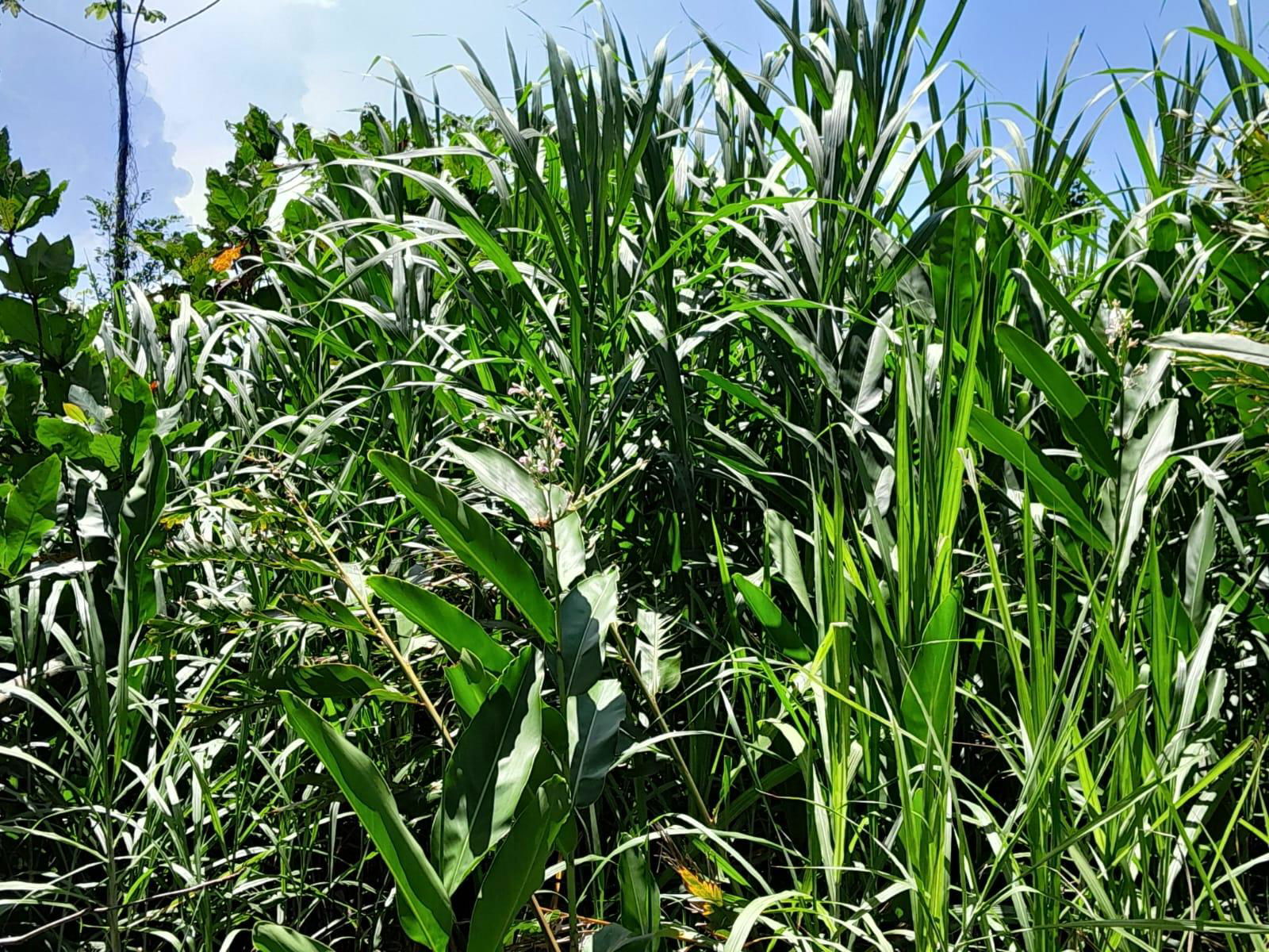 Stunning-0.40-Acre-Residential-Lot-for-Sale-in-St.-Margaret-Bay-Jamaica Third image of Lot 87- St. Margaret Bay in St. Margaret's Bay, Portland, Jamaica - property is For Sale