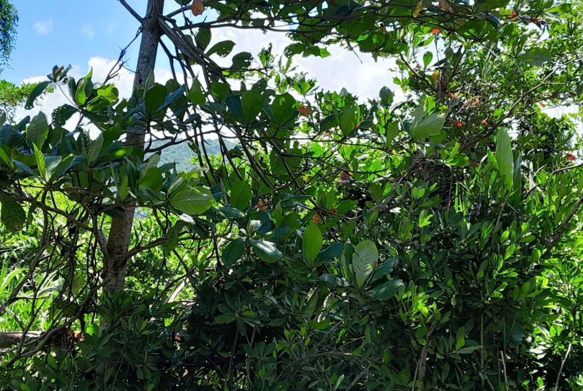 Fourth image of Lot 87- St. Margaret Bay in St. Margaret's Bay, Portland, Jamaica - property is For Sale