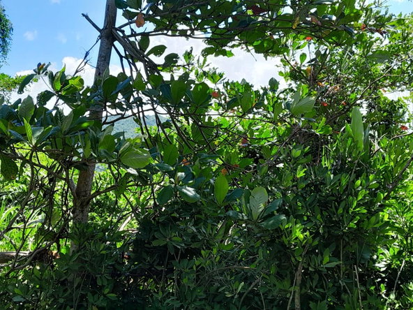 Fourth image of Lot 87- St. Margaret Bay in St. Margaret's Bay, Portland, Jamaica - property is For Sale