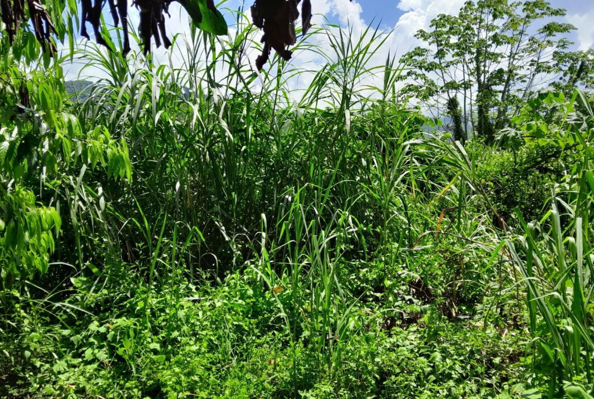 Fifth image of Lot 87- St. Margaret Bay in St. Margaret's Bay, Portland, Jamaica - property is For Sale