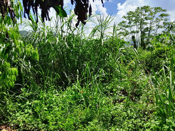 Fifth image of Lot 87- St. Margaret Bay in St. Margaret's Bay, Portland, Jamaica - property is For Sale