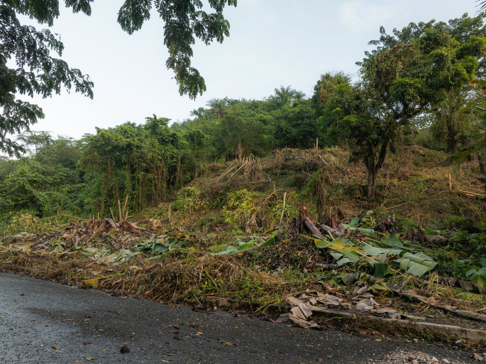 Twentieth image of Lot 30 Cherry Hill Drive in Cherry Gardens, St. Andrew, Jamaica - property is For Sale