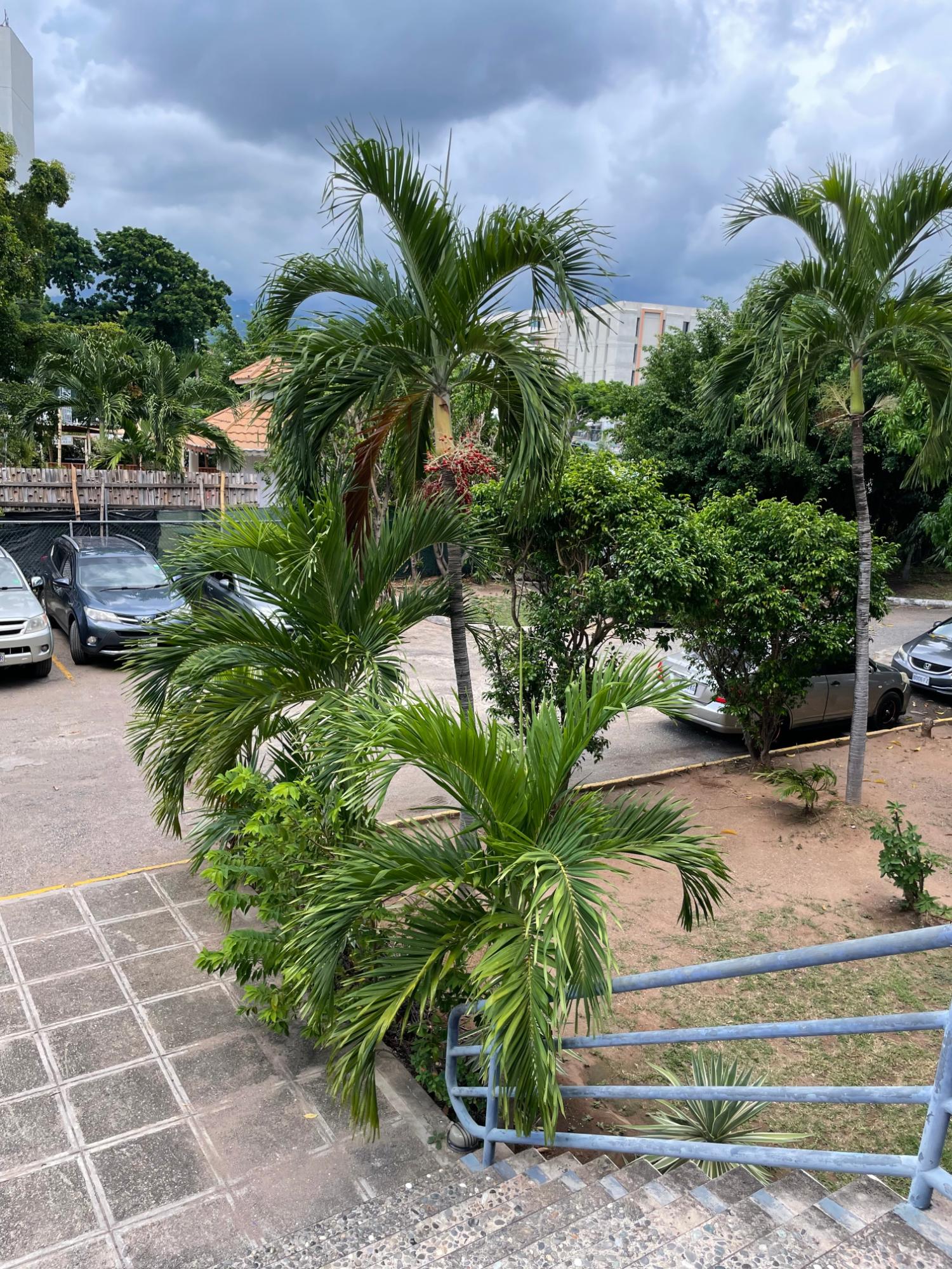 Eighteenth image of 40-8-12 Norwood Avenue, Kingston in NEW KINGSTON, St. Andrew, Jamaica - property is For Sale