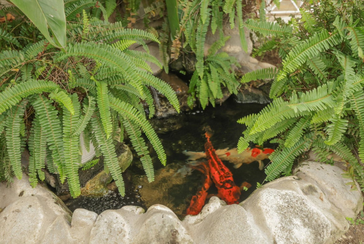 Fifteenth image of 4-5 Richings Avenue in Kingston 6, St. Andrew, Jamaica - property is For Sale