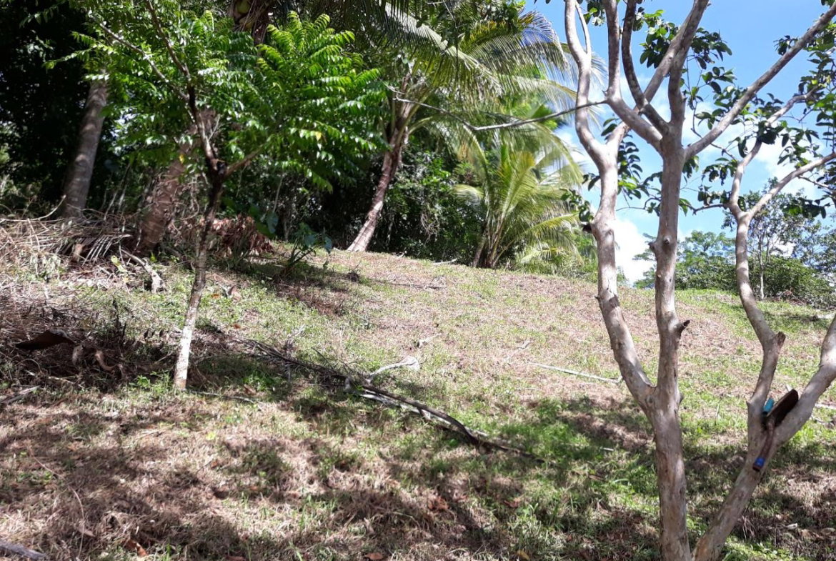 First image of Lot # 1547 Sheckles, Clarendon in Frankfield, Clarendon, Jamaica - property is For Sale