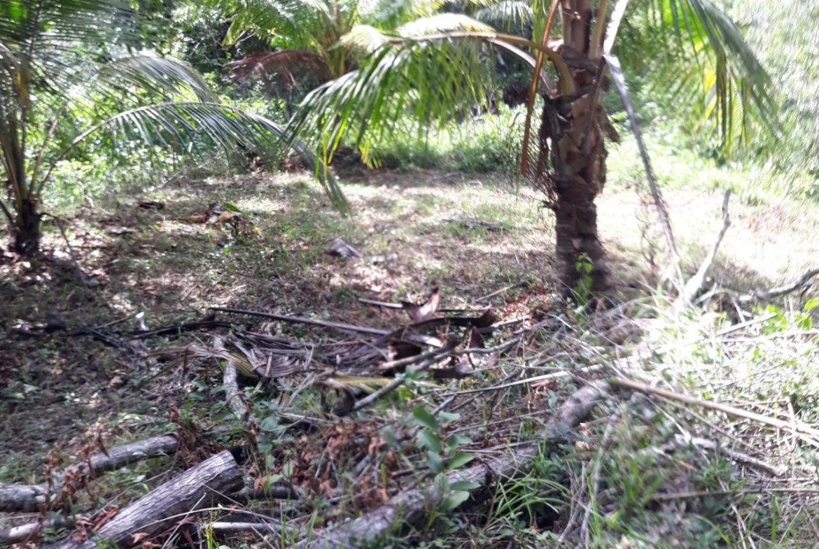Seventh image of Lot # 1547 Sheckles, Clarendon in Frankfield, Clarendon, Jamaica - property is For Sale