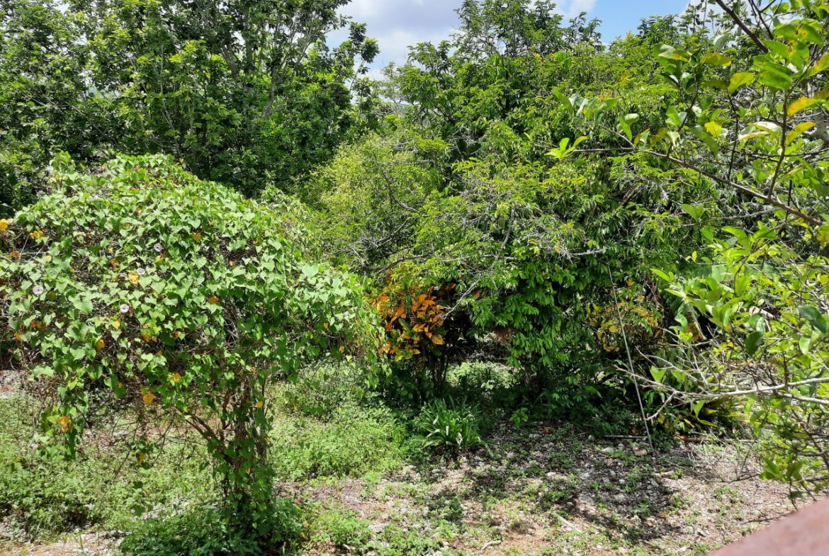 Thirteenth image of 16-1 Hillcrest Avenue in Mandeville, Manchester, Jamaica - property is For Sale