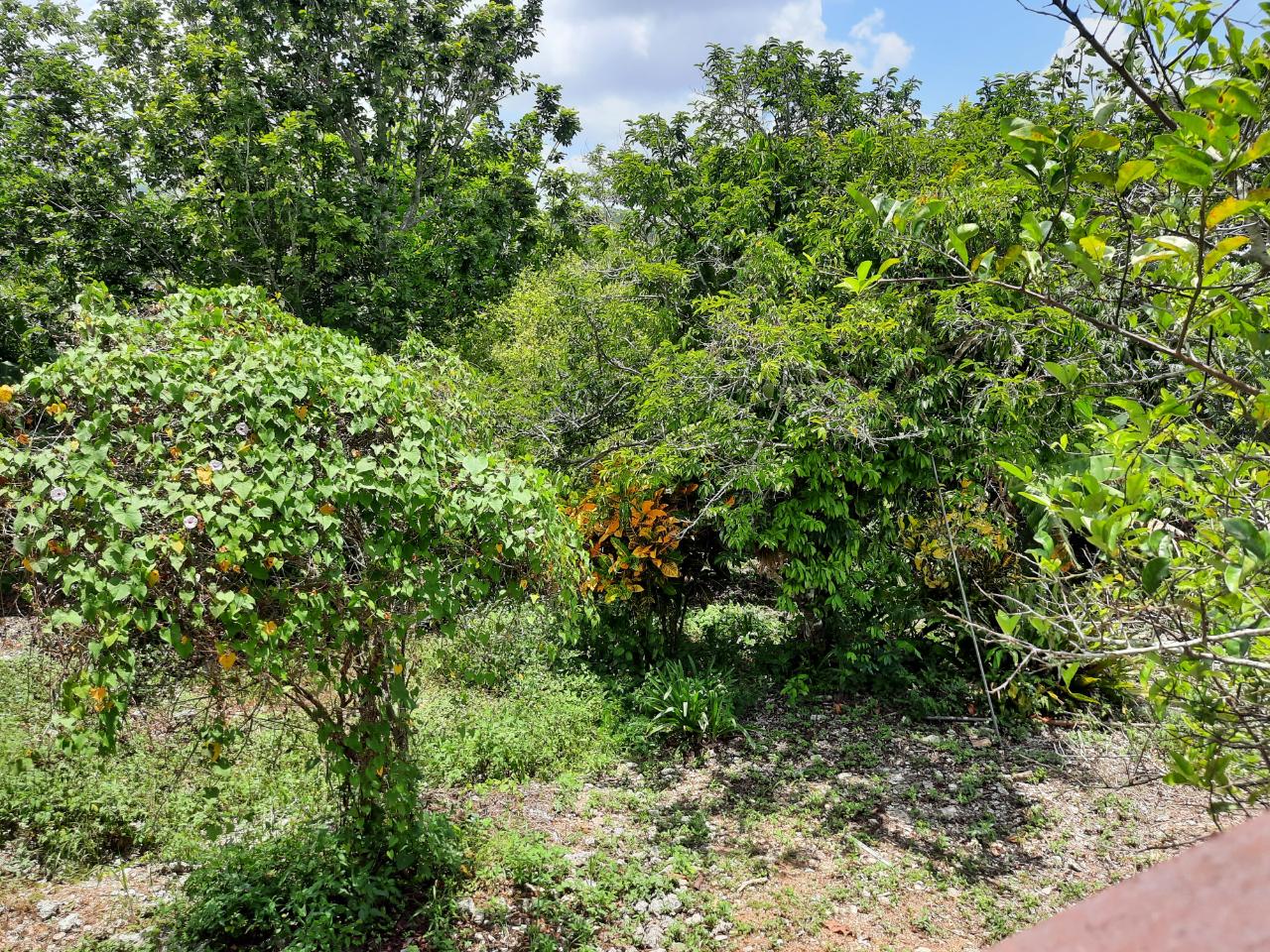 Thirteenth image of 16-1 Hillcrest Avenue in Mandeville, Manchester, Jamaica - property is For Sale