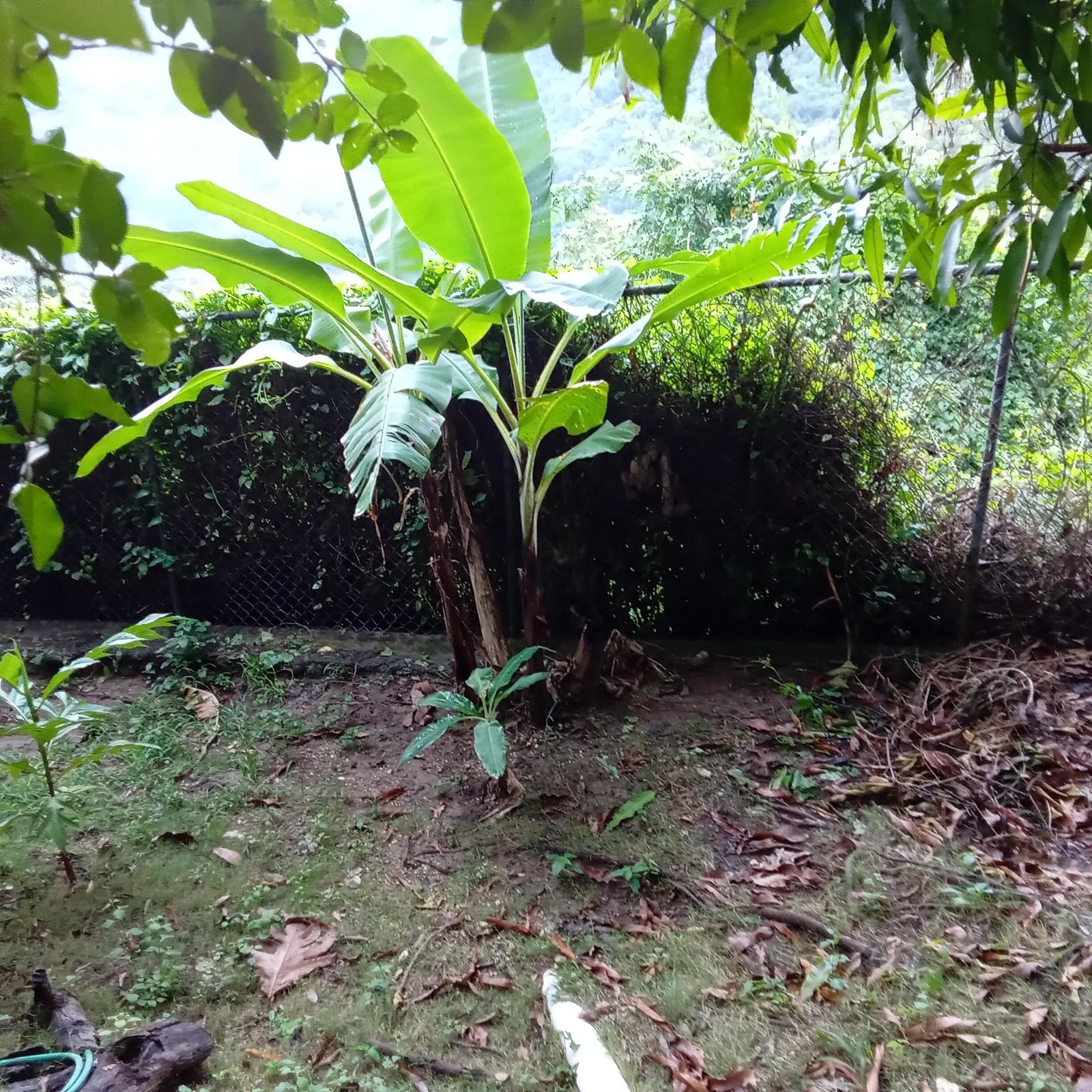 Twentieth image of 20a East Mead in Kingston 19, St. Andrew, Jamaica - property is For Sale