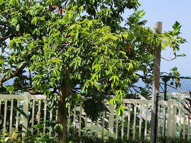 Ninth image of 3 Ridge Estate Shaw Park in Shaw Park, St. Ann, Jamaica - property is For Sale