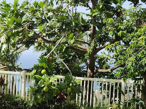 Tenth image of 3 Ridge Estate Shaw Park in Shaw Park, St. Ann, Jamaica - property is For Sale