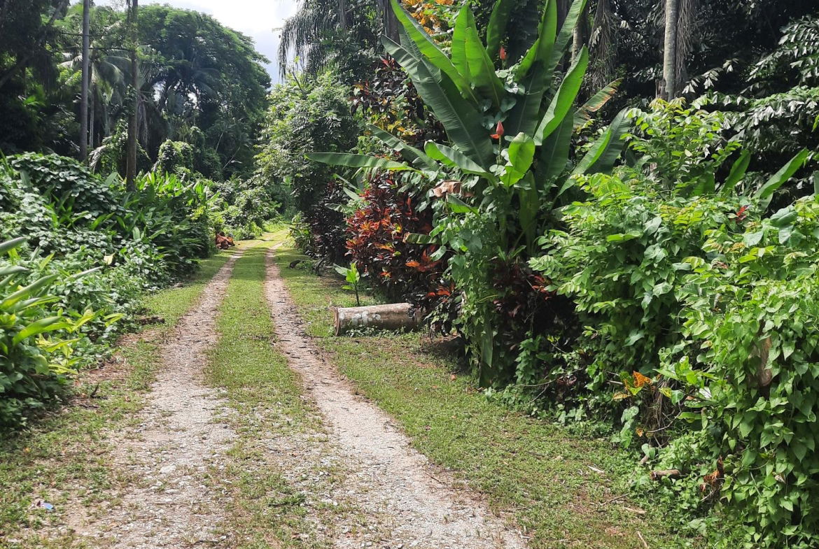 Third image of Temple Hall in Temple Hall Estate, St. Andrew, Jamaica - property is For Sale