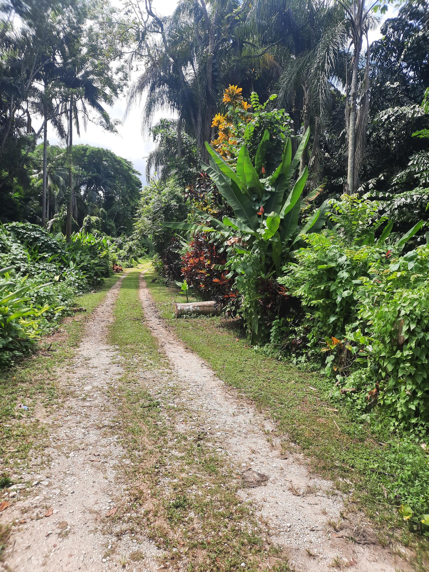 Third image of Temple Hall in Temple Hall Estate, St. Andrew, Jamaica - property is For Sale