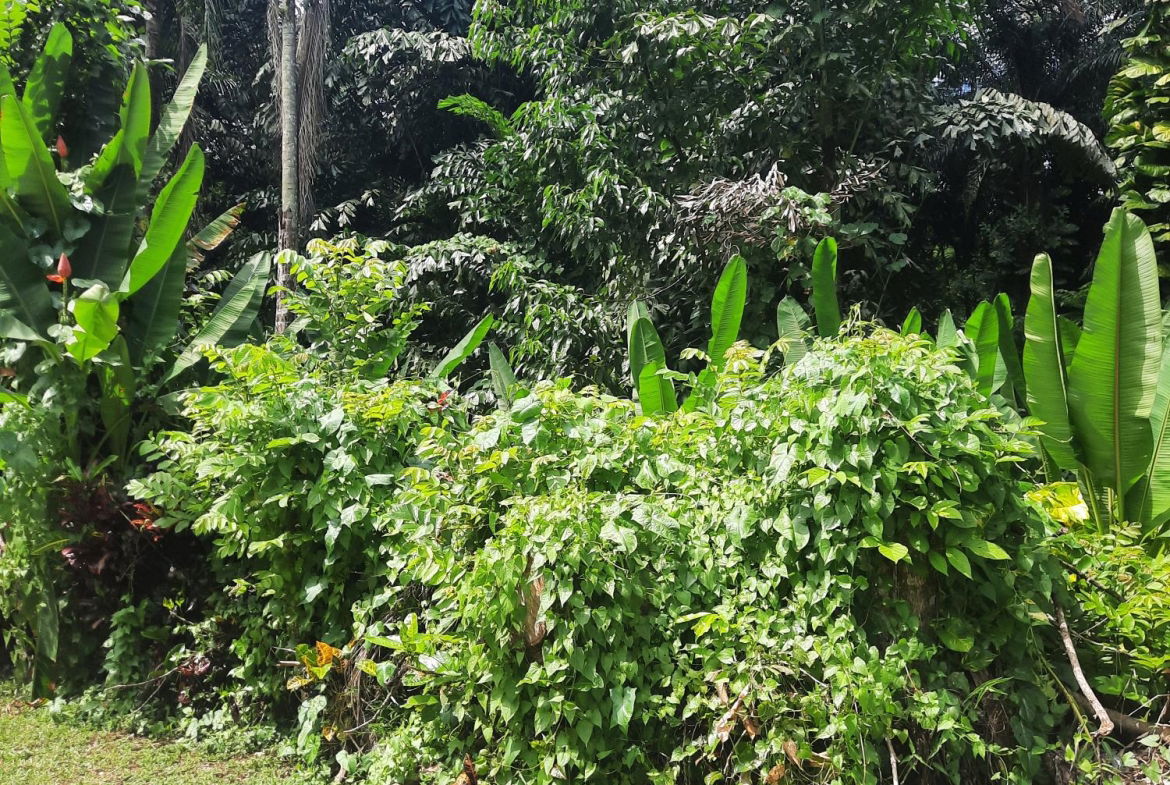 Sixth image of Temple Hall in Temple Hall Estate, St. Andrew, Jamaica - property is For Sale