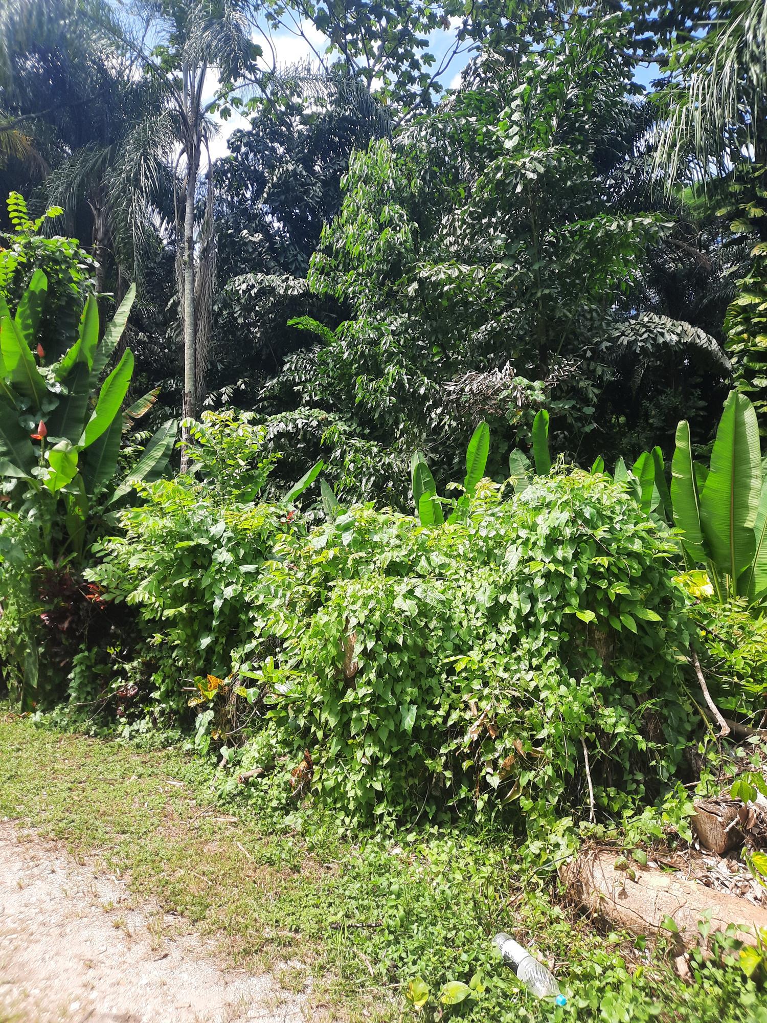 Sixth image of Temple Hall in Temple Hall Estate, St. Andrew, Jamaica - property is For Sale