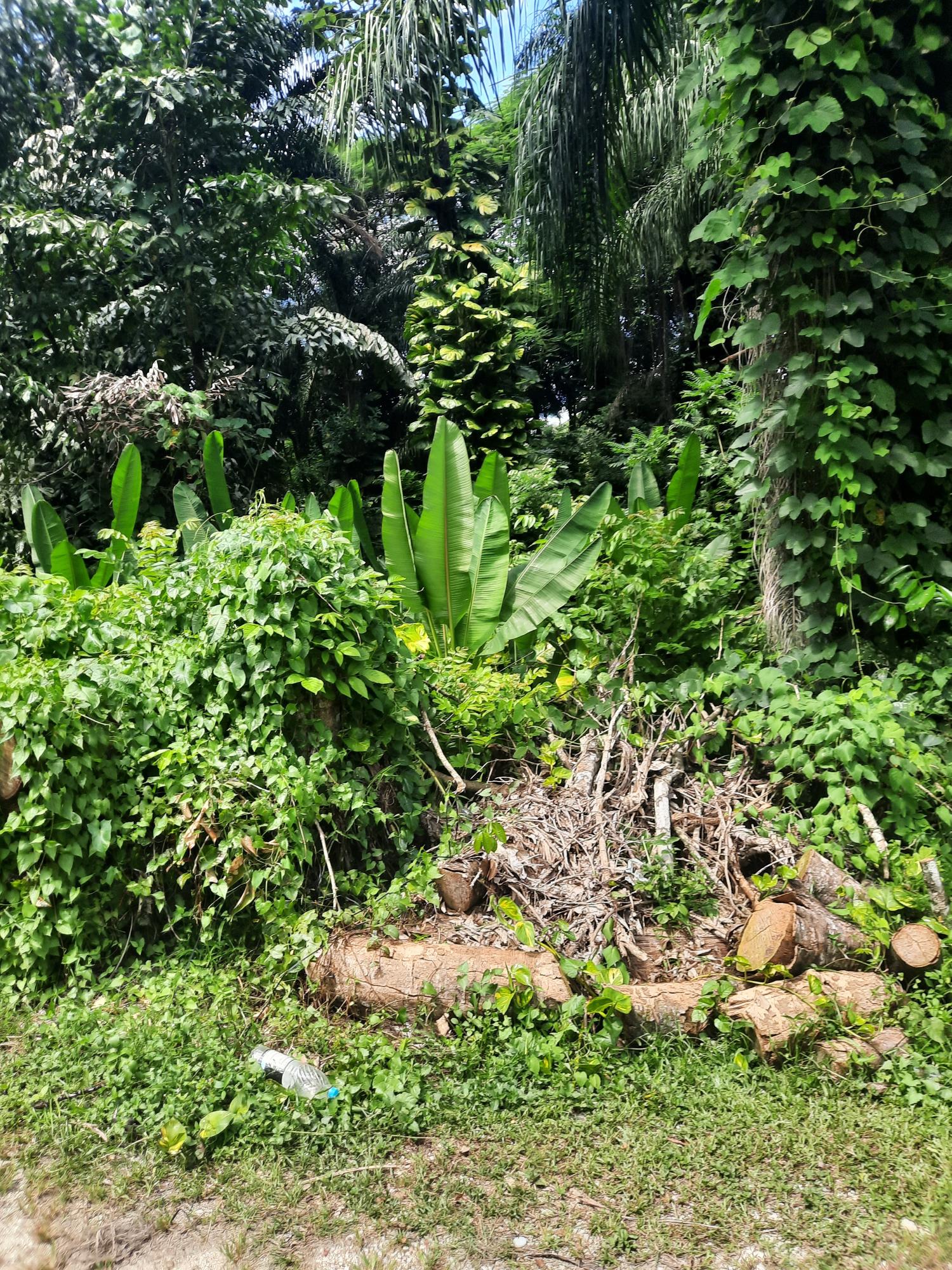 Seventh image of Temple Hall in Temple Hall Estate, St. Andrew, Jamaica - property is For Sale