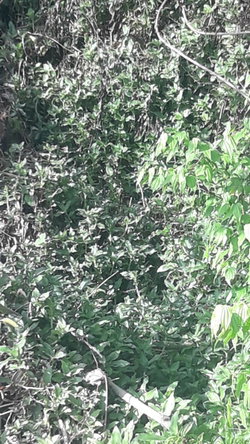Eleventh image of 72- Church Grove in Mandeville, Manchester, Jamaica - property is For Sale