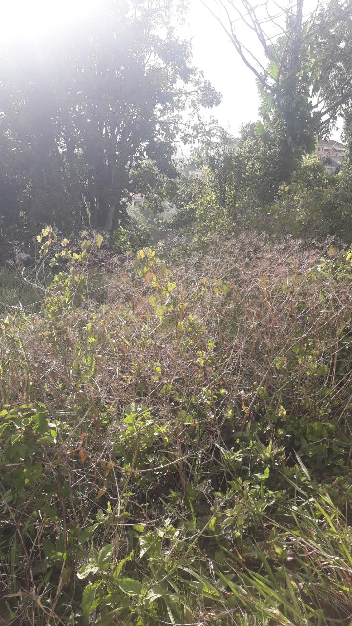 Stunning-Residential-Lot-for-Sale-in-Mandeville-Jamaica-72-Church-Grove Fourth image of 72- Church Grove in Mandeville, Manchester, Jamaica - property is For Sale