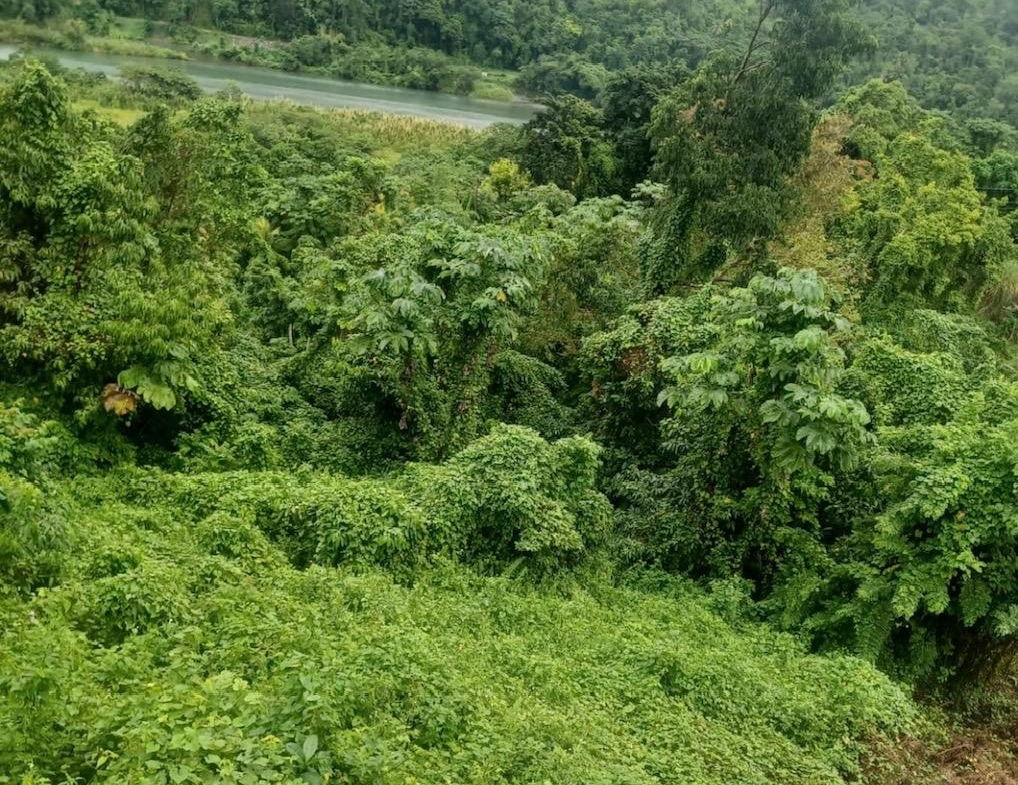 Fifth image of Wydah (whydah), st Margar in St. Margaret's Bay, Portland, Jamaica - property is For Sale
